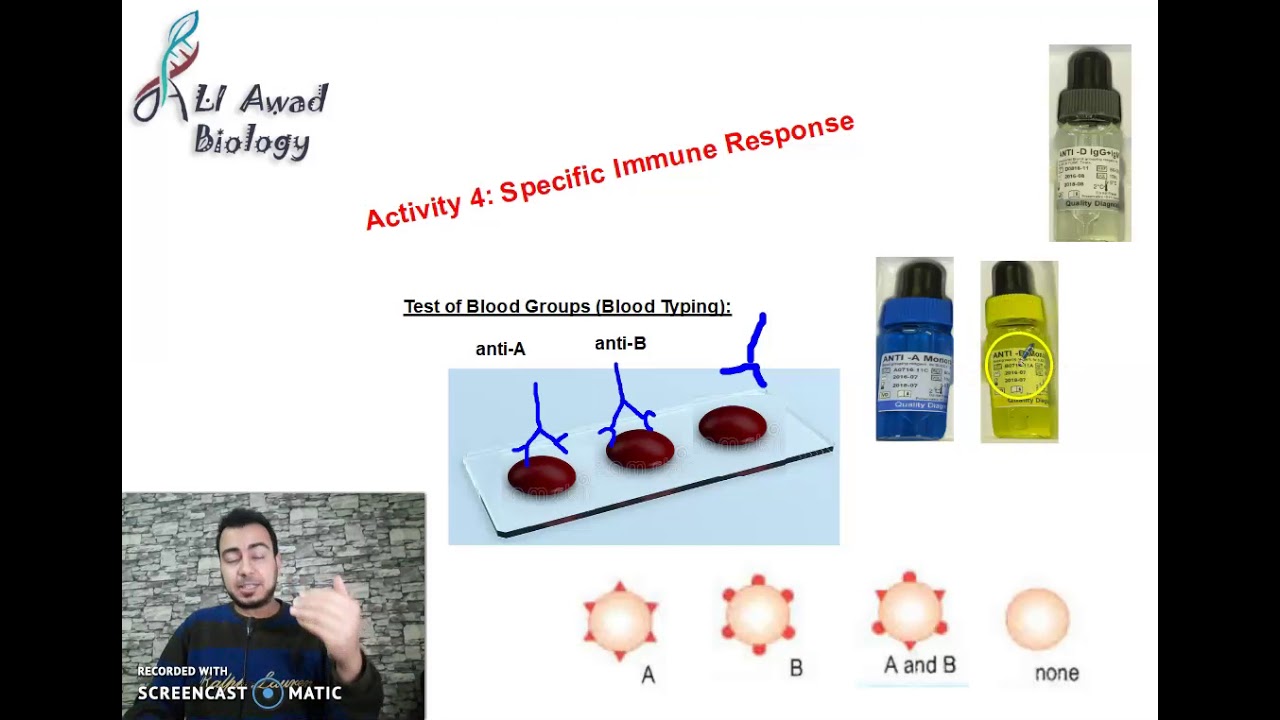 Chapter 1: Activity 4: Specific Immune Response (Blood groups test) part 3 Grade 8