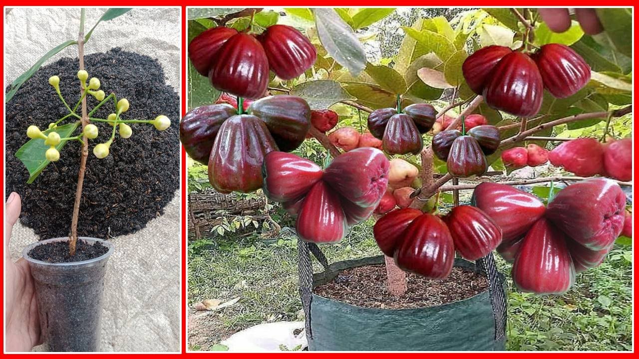 Guava Black King KongTree Cuttings Technique To 100 % Work