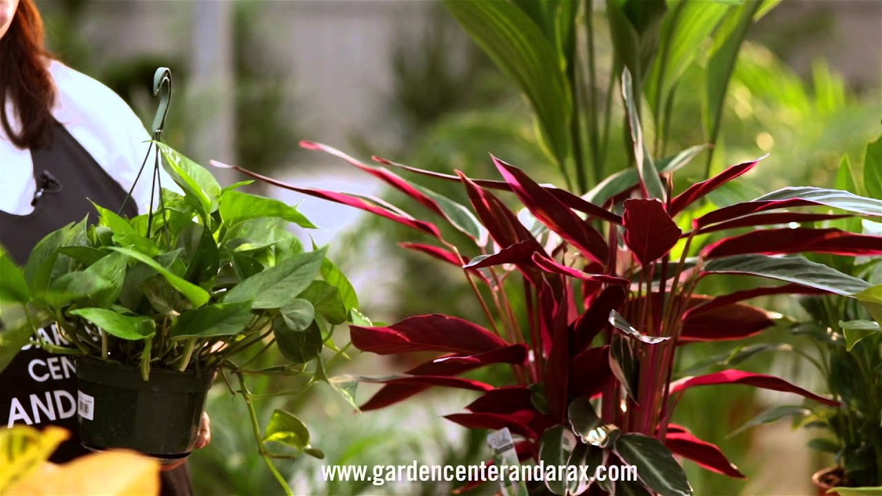 VIDEO-CONSEJO 9 - Plantas de interior. Consejos y cuidados