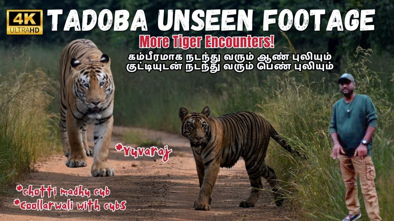 🔥🐅Tadoba Unseen Footage: More Tiger Encounters! @SimbaaVlogs