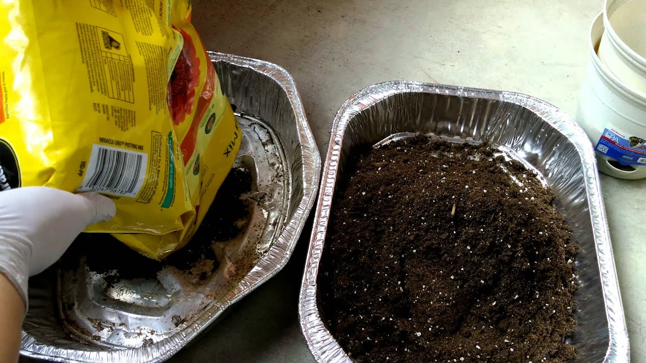 Growing Joshua Trees from Seeds, Days 0-21