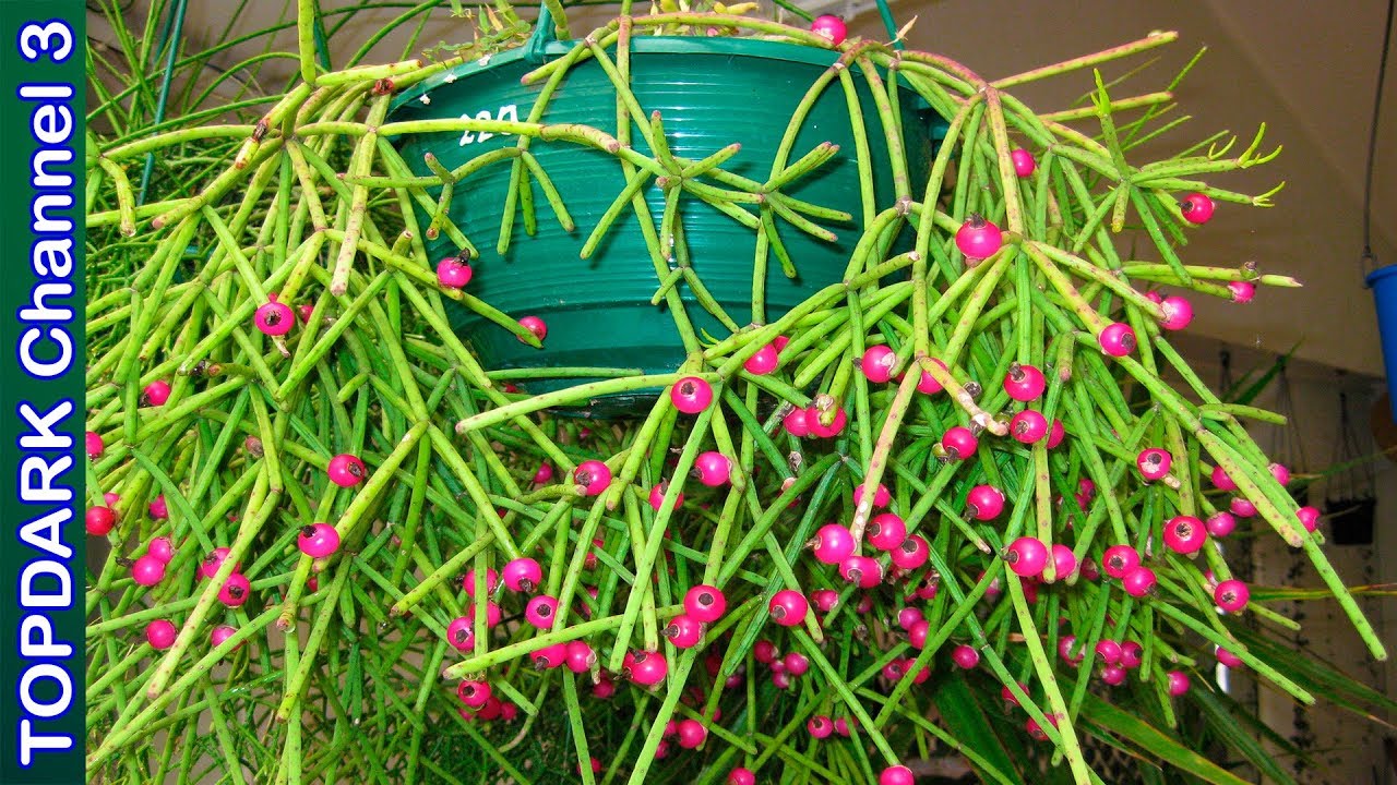 10 variedades bellas de Rhipsalis