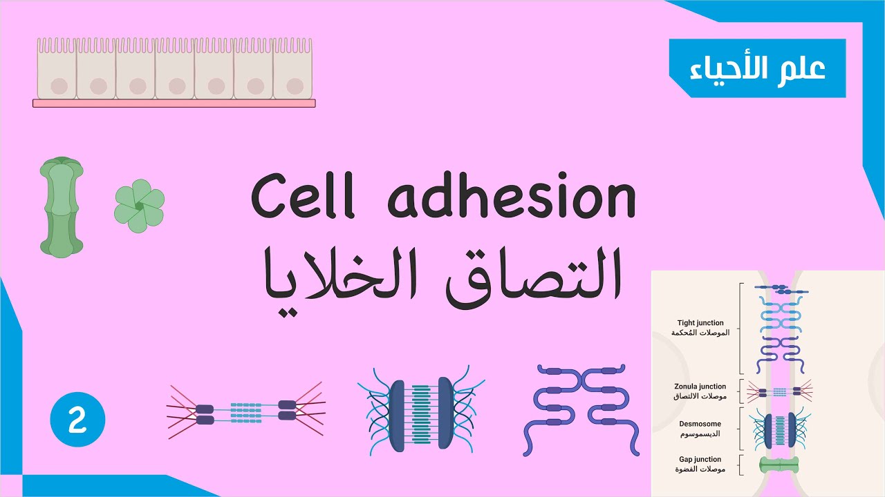 #4 Cell adhesion التصاق الخلايا | Biology-2