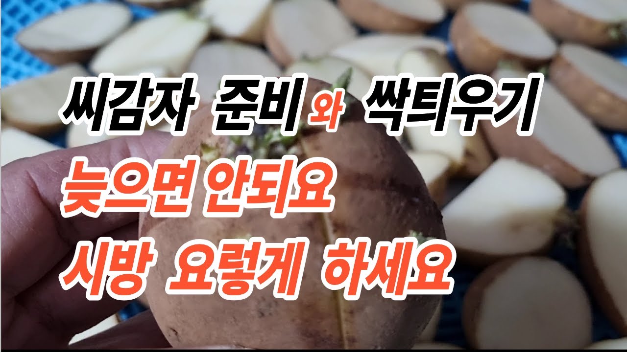 [텃밭] 씨감자 준비와 산광최아 싹 틔우기 가장 좋은 시기와 방법입니다