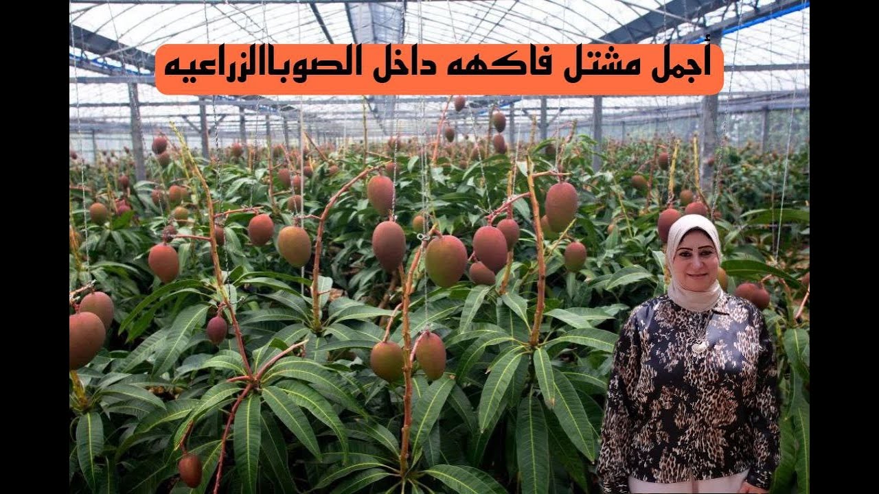 زيارة لأجمل واعرق مشتل في مصر واشجار الفاكهة من داخل الصوبا الزراعية واسعار الفاكهة المذهلة