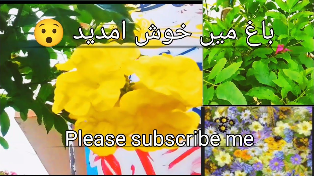 Welcome to flower world |Come and make a Family @Garden Dream