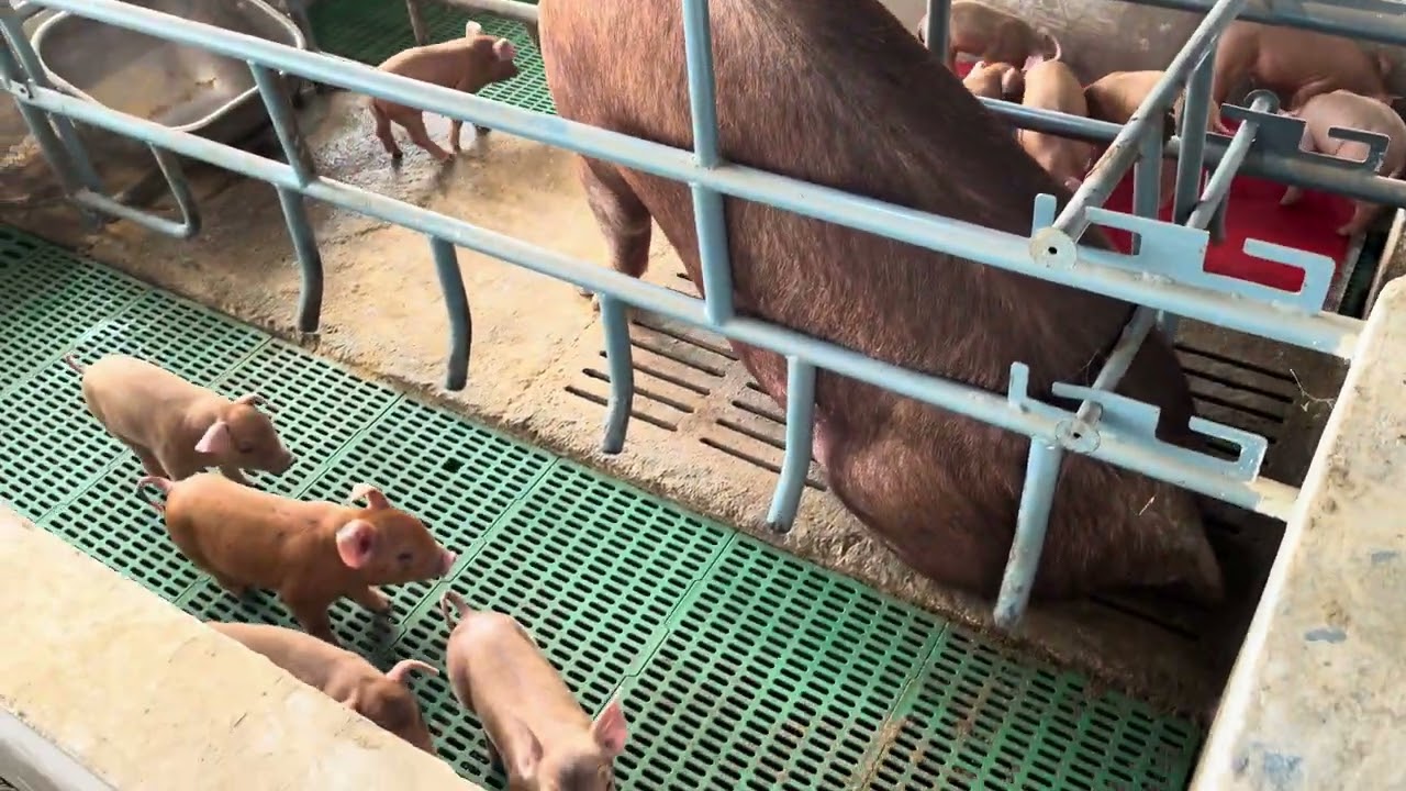 Heat plate for piglet || M. K. LIVESTOCK