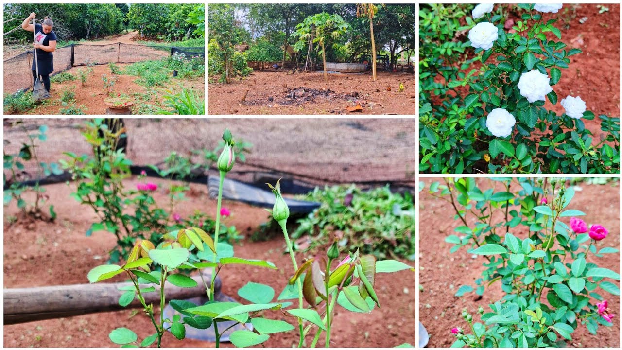 MUDANÇA  NO QUINTAl🌳 // NOVO LUGAR PRA PISCINA +MEU JARDIM COMEÇOU FLORIR ⚘️🌷