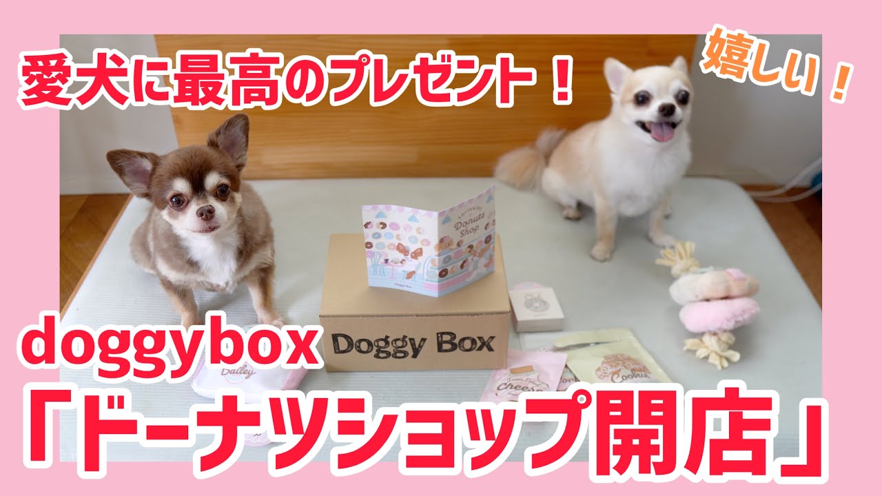 愛犬に最高のプレゼント！ドギーボックスでおうちでドーナツショップ開店✨
