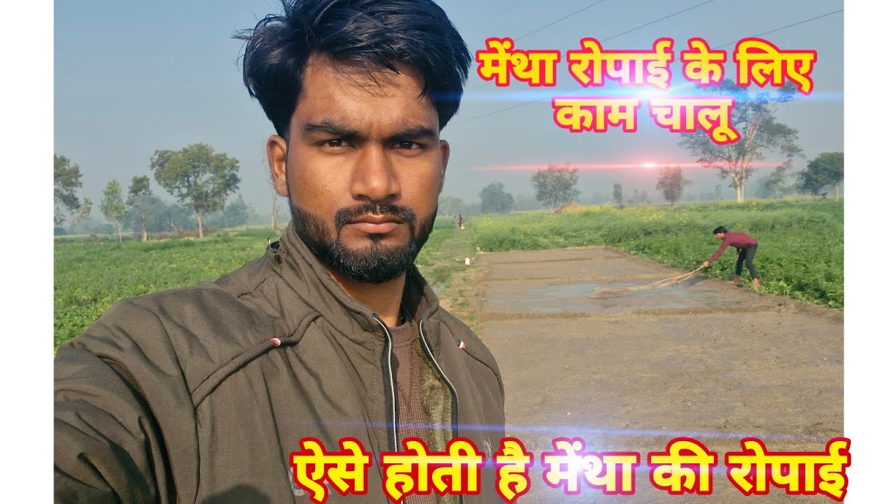 मेंथा की जर रोपाई चालू 🍀☘️🌱🌱 ऐसे होती है मेंथा की खेती 🫡😮#viral #villagerlifestyle #minivlog 
