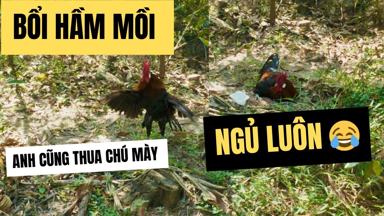 Bẫy gà rừng, bổi hầm 4 tiếng, cái kết gà mồi xem hết video #gàrừngrặc #garung #gàrừngtaitrắng 