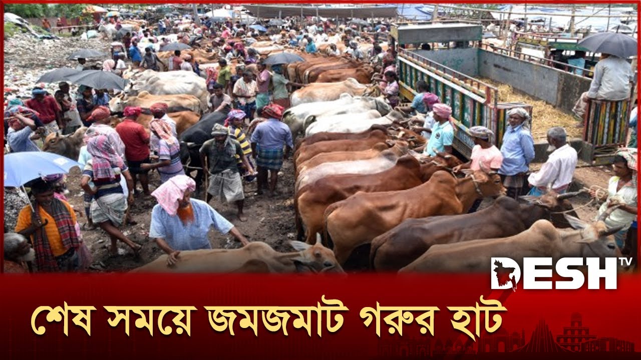 শেষ সময়ে গরুর হাটে ভিড়, ছোট ও মাঝারি গরুর চাহিদা বেশি | Gorur Hat | Eid al-Adha | Desh TV