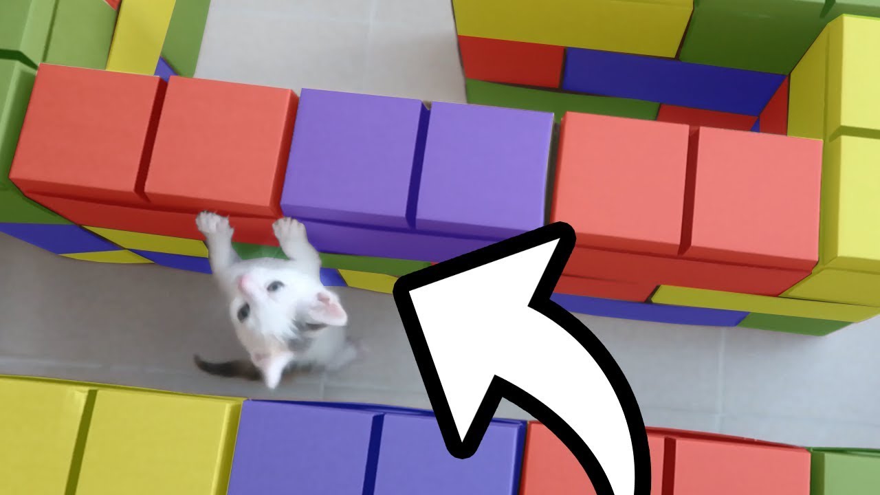 CONSTRUIMOS UN LABERINTO DE BLOQUES PARA LA BEBÉ GATITA *¿PODRÁ PASARLO?*