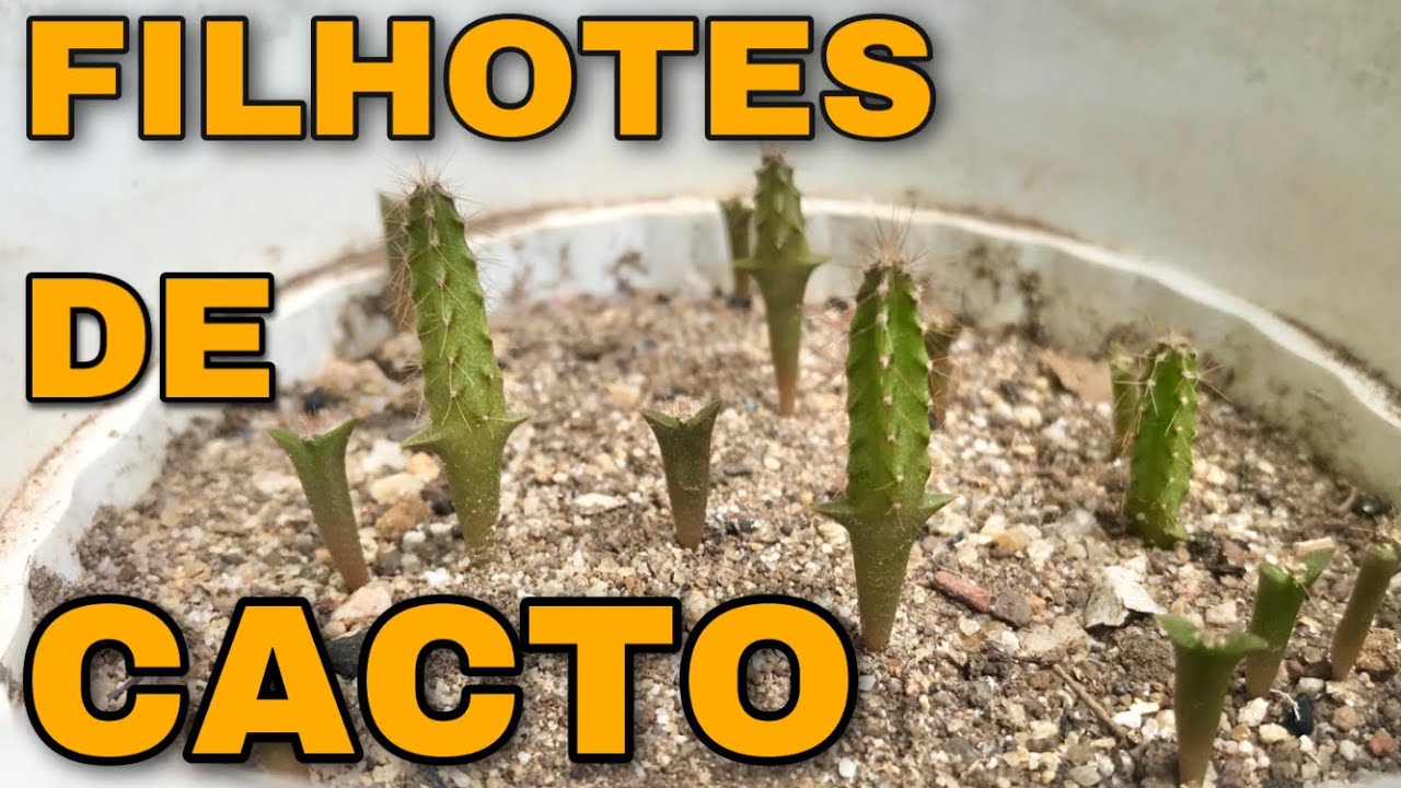 🌵 MUDAS de CACTO da SEMENTE