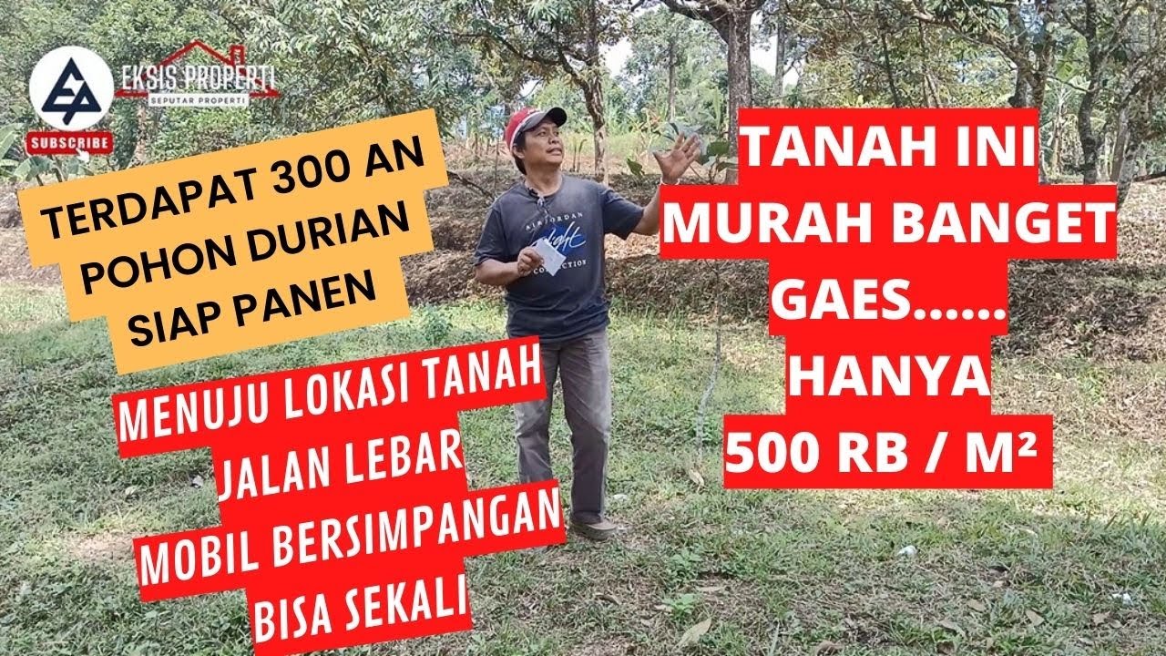 JUAL TANAH KEBUN DURIAN TERDAPAT 300 AN POHON DURIAN SIAP PANEN