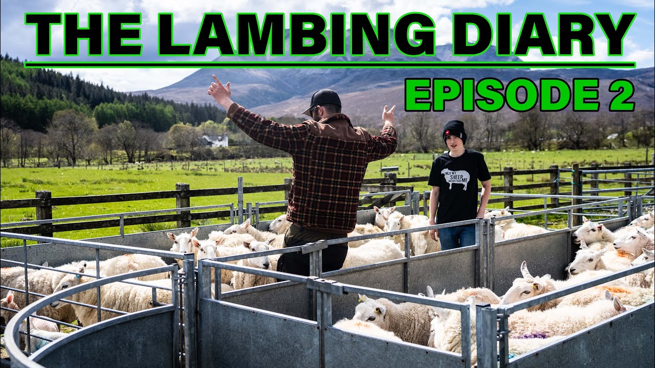 The Good, The Bad and The Gangster Farmer | Lambing Diary - EP. 2 | Scottish Highland Sheep Farming
