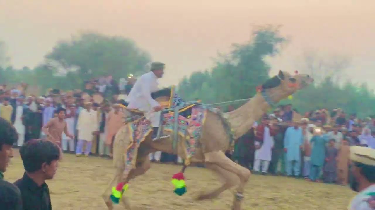 Camel dance mela video||Camel dance mela vedio#camelmela #punjabpakistan 