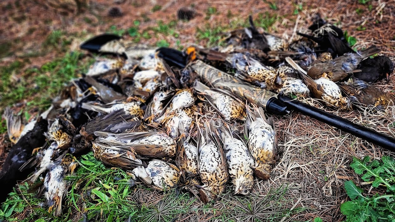 Chasse et tirs aux grives 2025/2026 team bra'c tourdre zorzales hunt caccia gibier migrateur shotkam