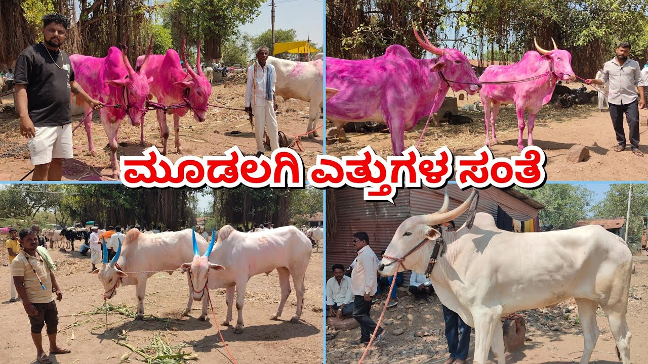 ಮೂಡಲಗಿ ಎತ್ತುಗಳ ಸಂತೆ 🚩05/04/2026||Mudalagi Oxen market #cattle #bullsmarket #bullfarm #trending 