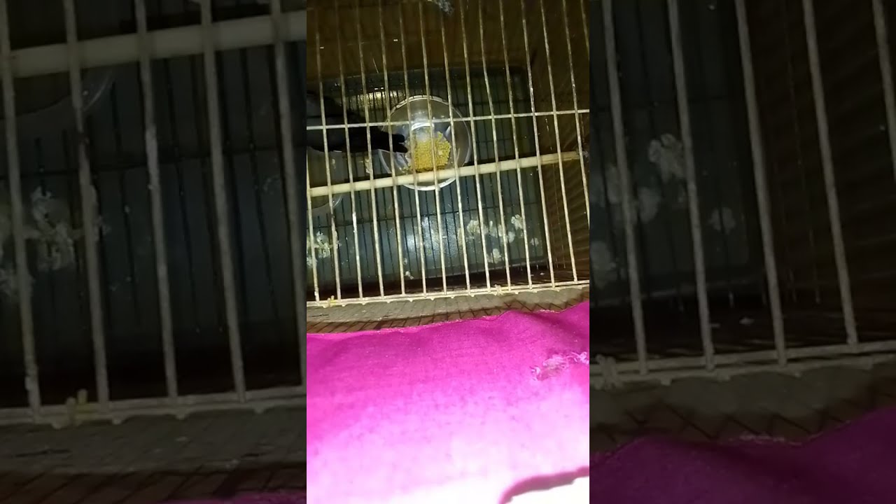 মিঠু শালিক পাখি ২৪ is live!