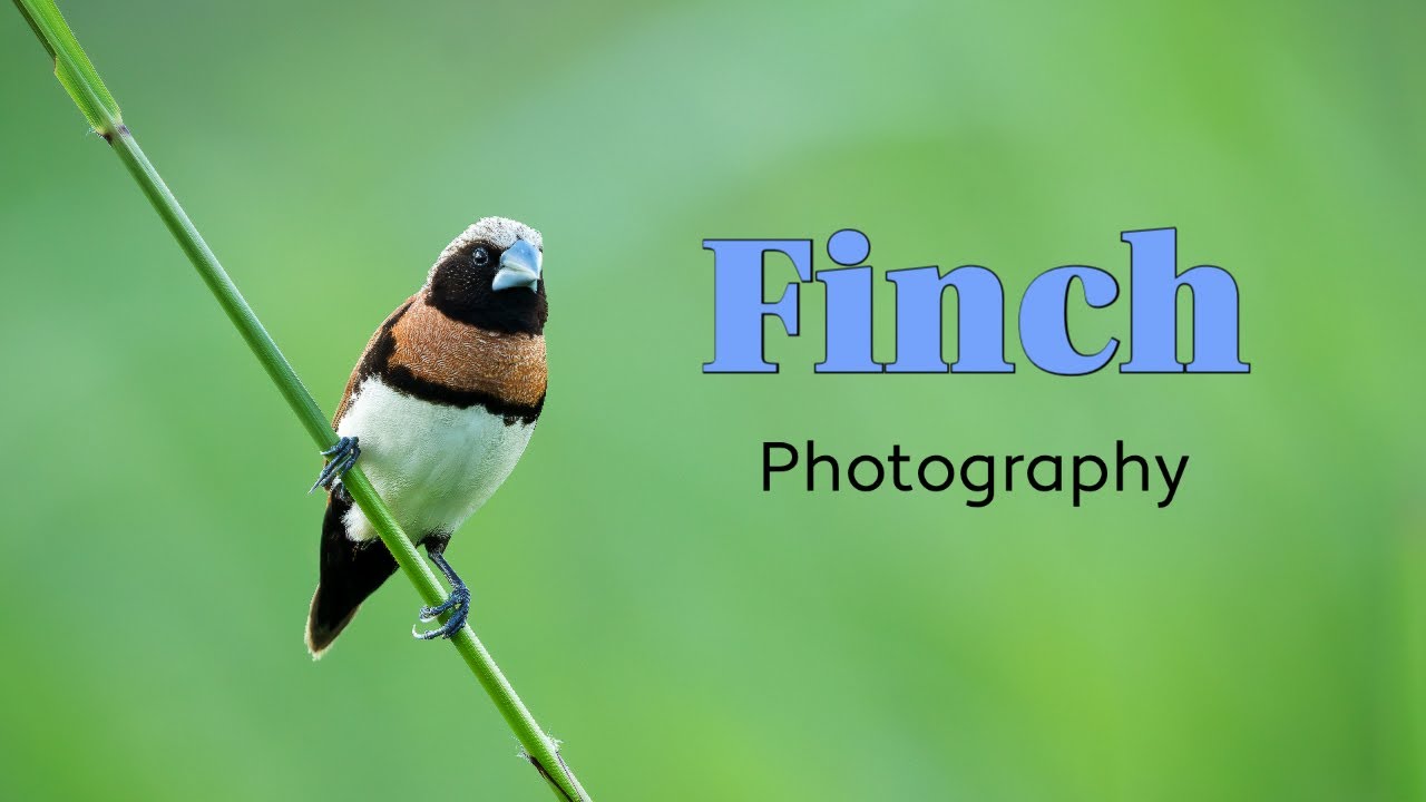 Bird Photography | Finches with the Sony A1 and 200-600mm lens