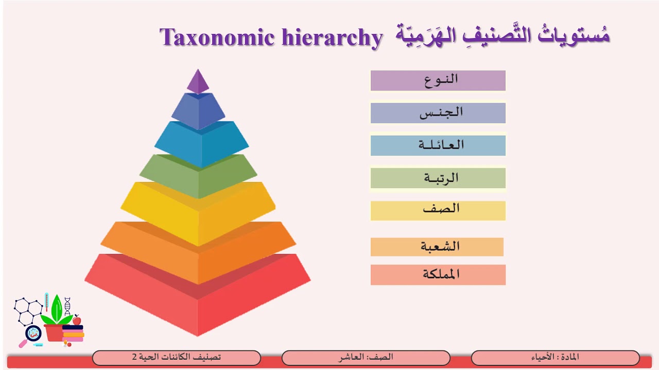 الصف العاشر     الأحياء   مستويات التصنيف الهرمية والاسم العلمي للكائن الحي