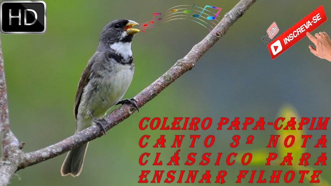 Coleiro Tui Tui Zel Zel 3º Nota Canto Super Clássico Capricho para Ensinar Filhote Macho