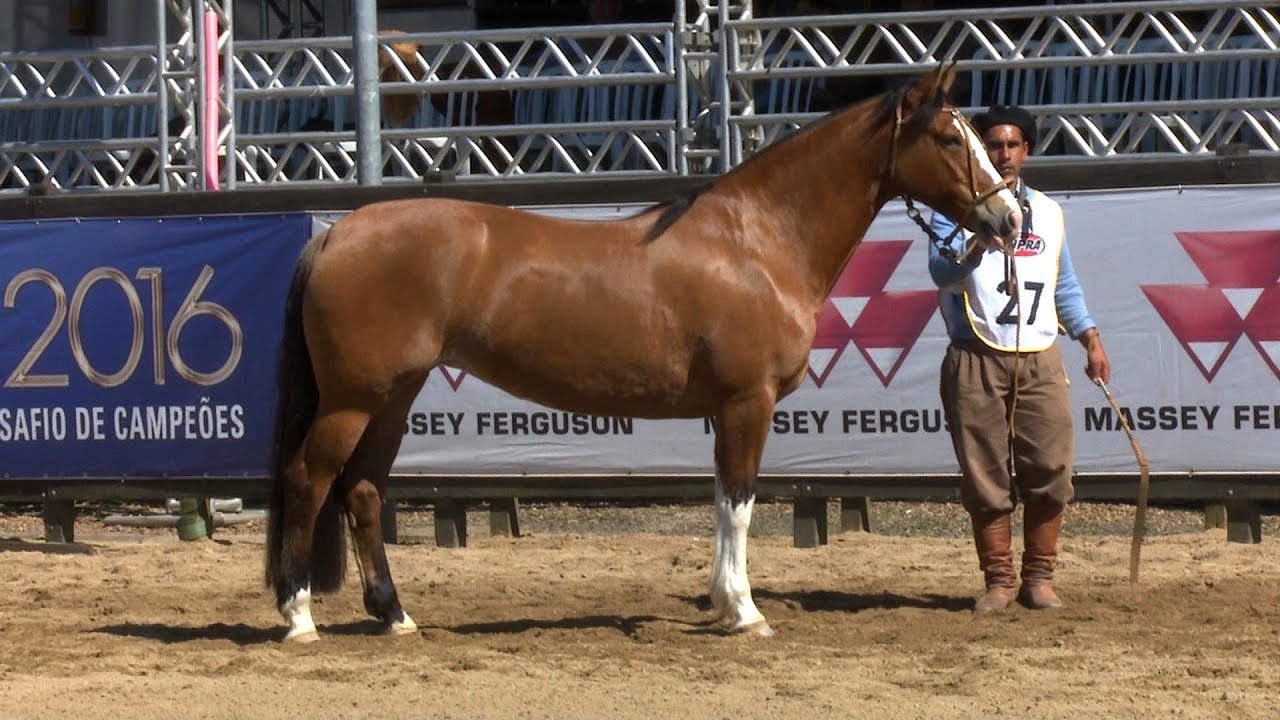Carlota de São Pedro - Freio de Prata Fêmeas 2016