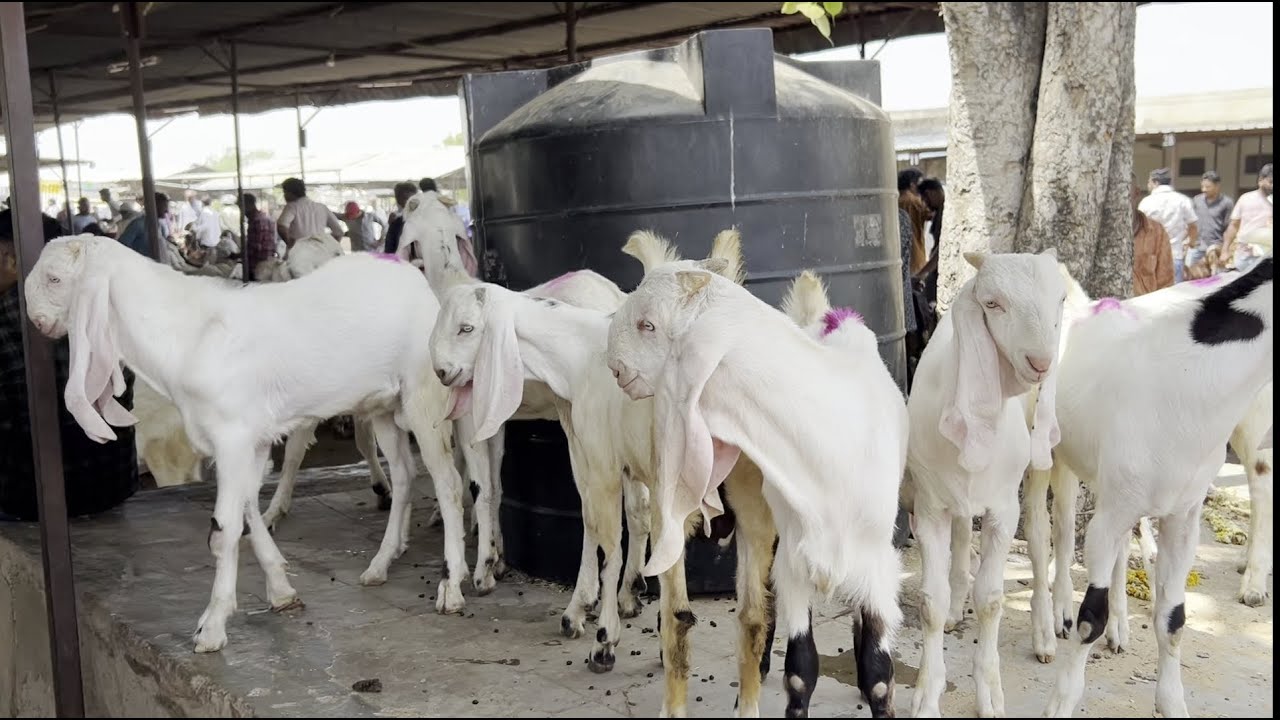 Rajasthan goat market Ajmer bakra mandi live updet cover with price 12th April 2025