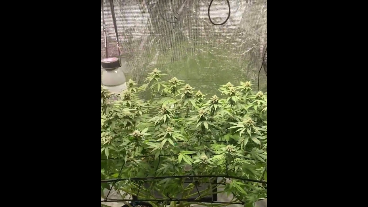 legalcannabisgrows - Update on the @inhouse_genetics_rec flapjacks 2.0 under the @hlgusa lights #tnb