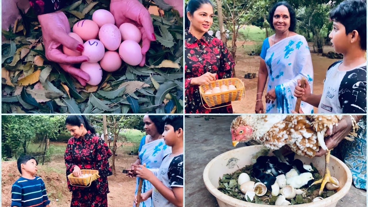 Natural brooding of chicks 🐣 || SivaMadhu on the farm again || Farm Diaries || Truth of life