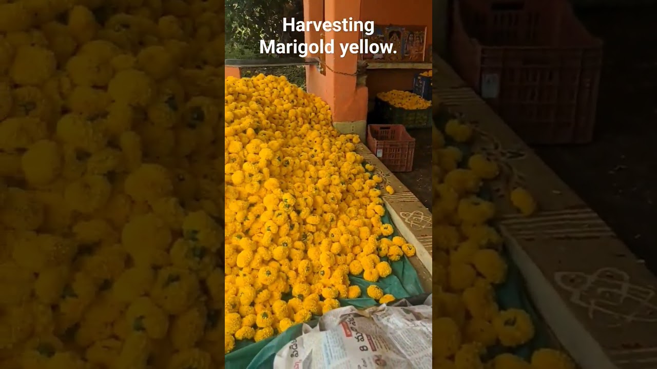 Marigold flower farming #farming #farmer #organicfarming #bharat #india