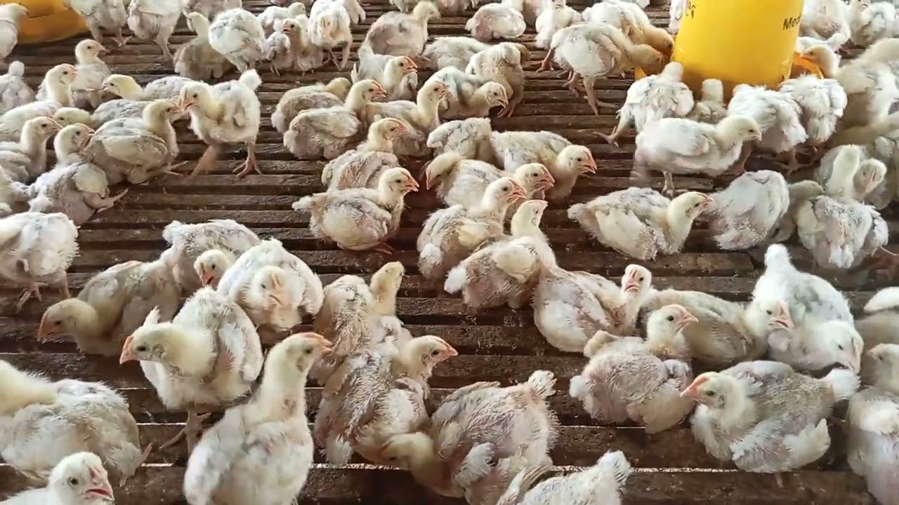 Pelihara yang ke 4 kali nya Umur ayam sdh 14 hari