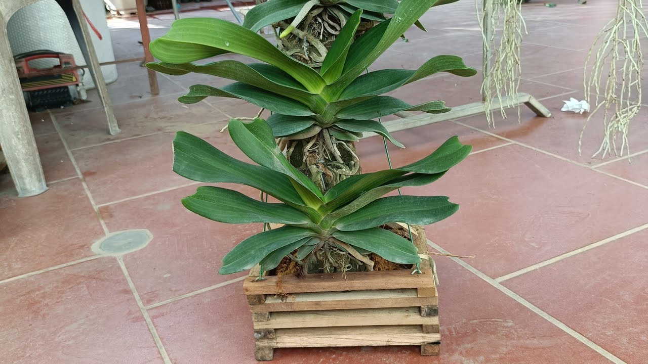 SI&Ecirc;U PHẨM HOA LAN RỪNG R&Uacute; 0869311186 || PHONG LAN RỪNG 