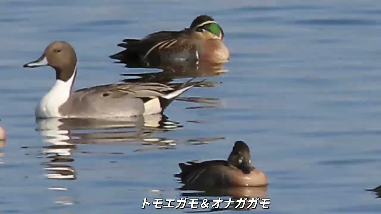冬鳥2025「とんでもない数のトモエガモが乱舞」12月7日 ‐ Clipchampで作成