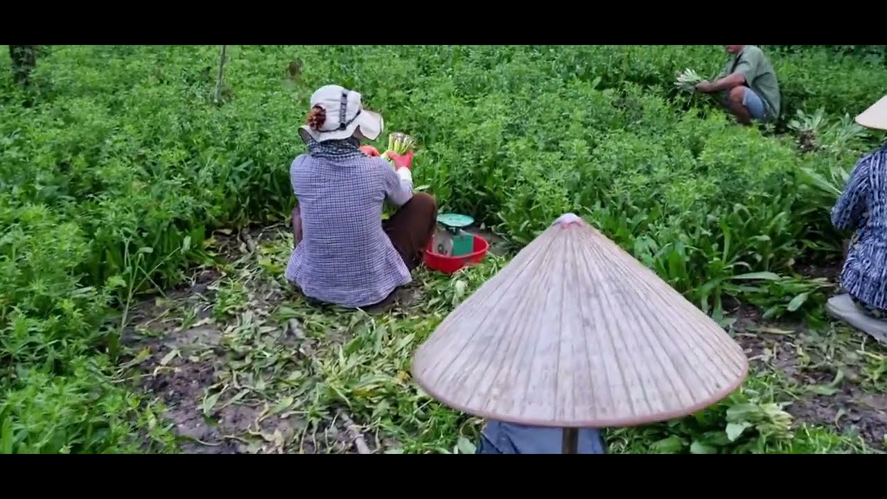Cận Cảnh Thu Hoạch Ngò Gai Trên Đồng Vắng.Vị Rau Không Thể Thiếu Của Món PHỞ Quốc Dân