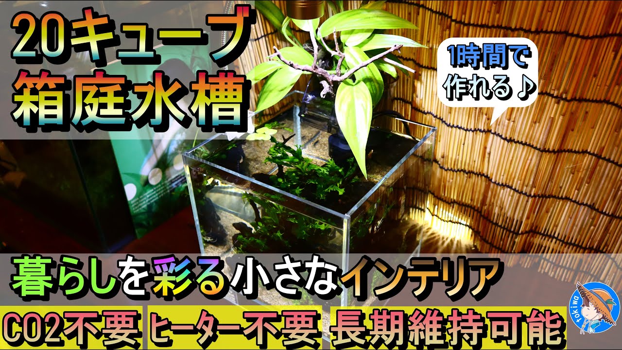【20cmキューブの小さな箱庭】1時間で作れるCO2/ヒーターも要らないお洒落な水草水槽【ボトルアクアリウム/DOOA/ADA/アクアリウム/熱帯魚/メダカ/ビオトープ/シュリンプ】