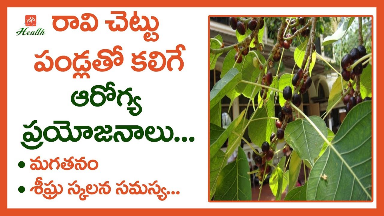 Amazing Health Benefits Of Peepal Tree Fruits | Best Health Tips in Telugu | YOYO TV Health