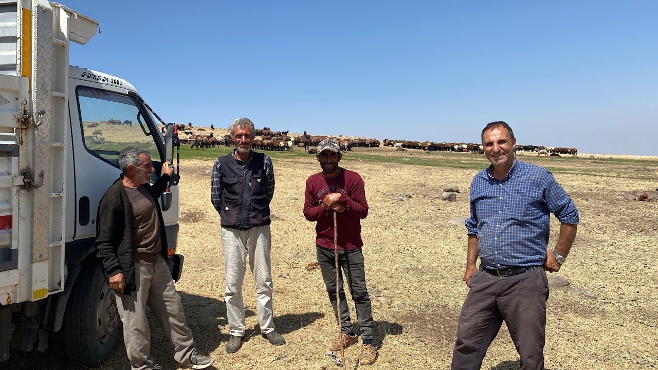 EVLERİN YAYLADA SON GÜNLERİ SATILMIYAN ERKEK KUZULAR.
