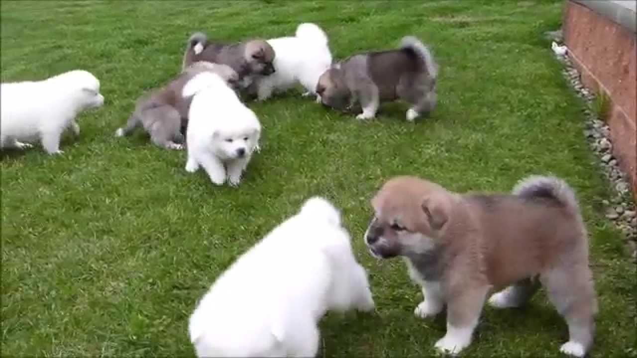 Akita Inu - LITTER D - 2014 - PUPPIES 4 WEEKS