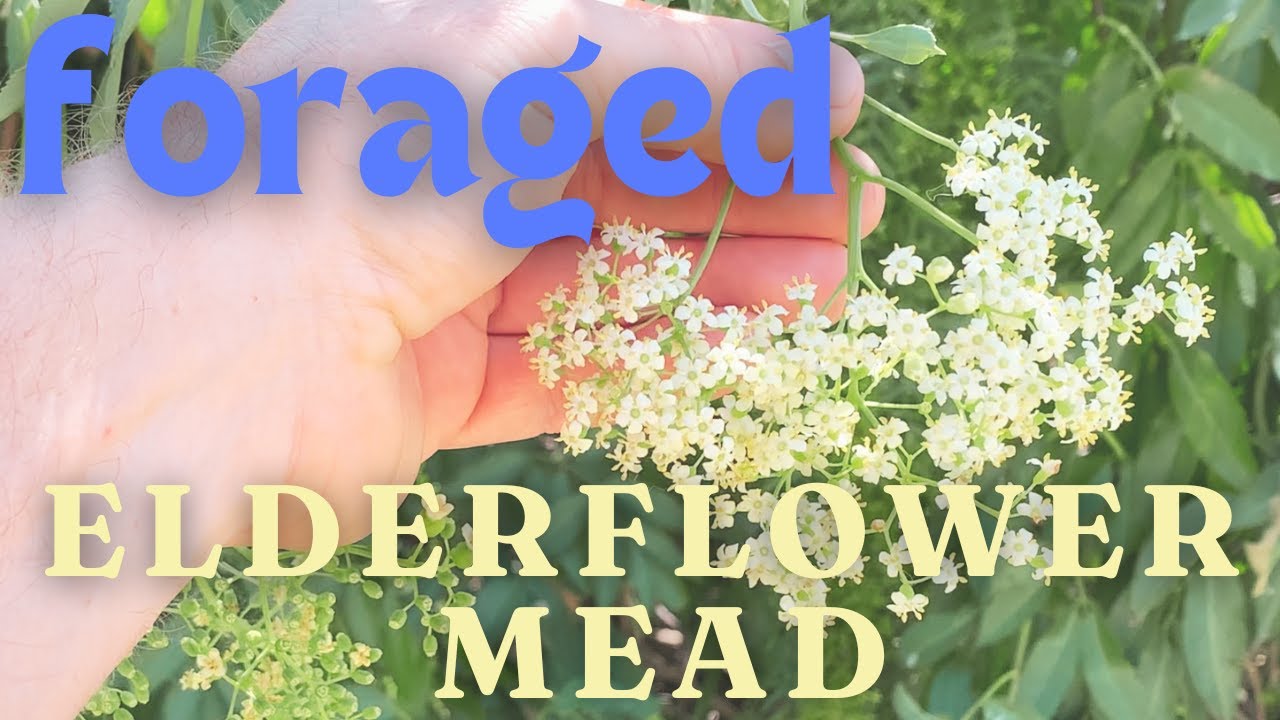 Wild elderflower mead
