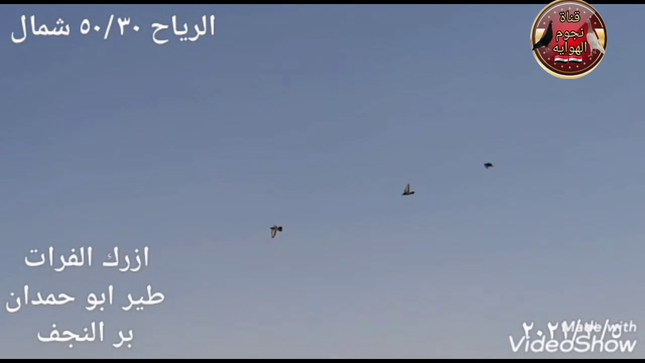 ازرك الفرات طير النجم 🌟 ابو حمدان العبادي بر النجف 🇮🇶 ربي يوفقه بحلاله 🙏