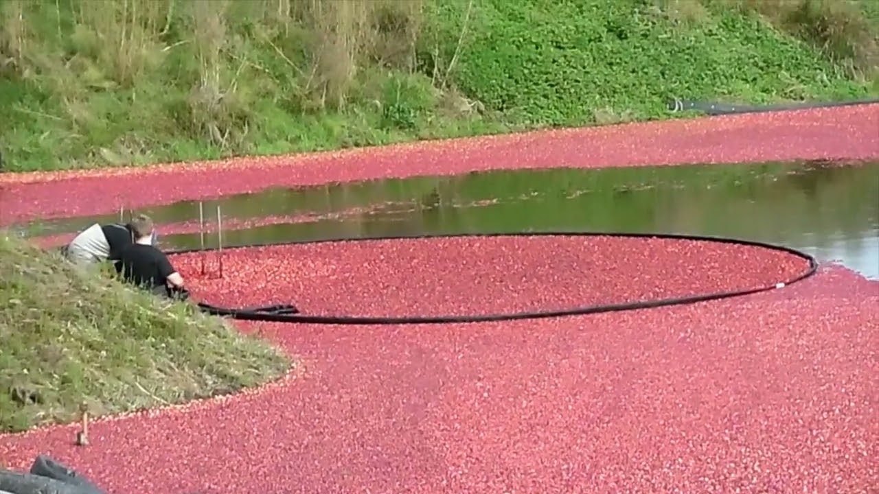 Клюква сбор 2023 год Канада (Cranberry Harvesting-Canada, BC 2023)