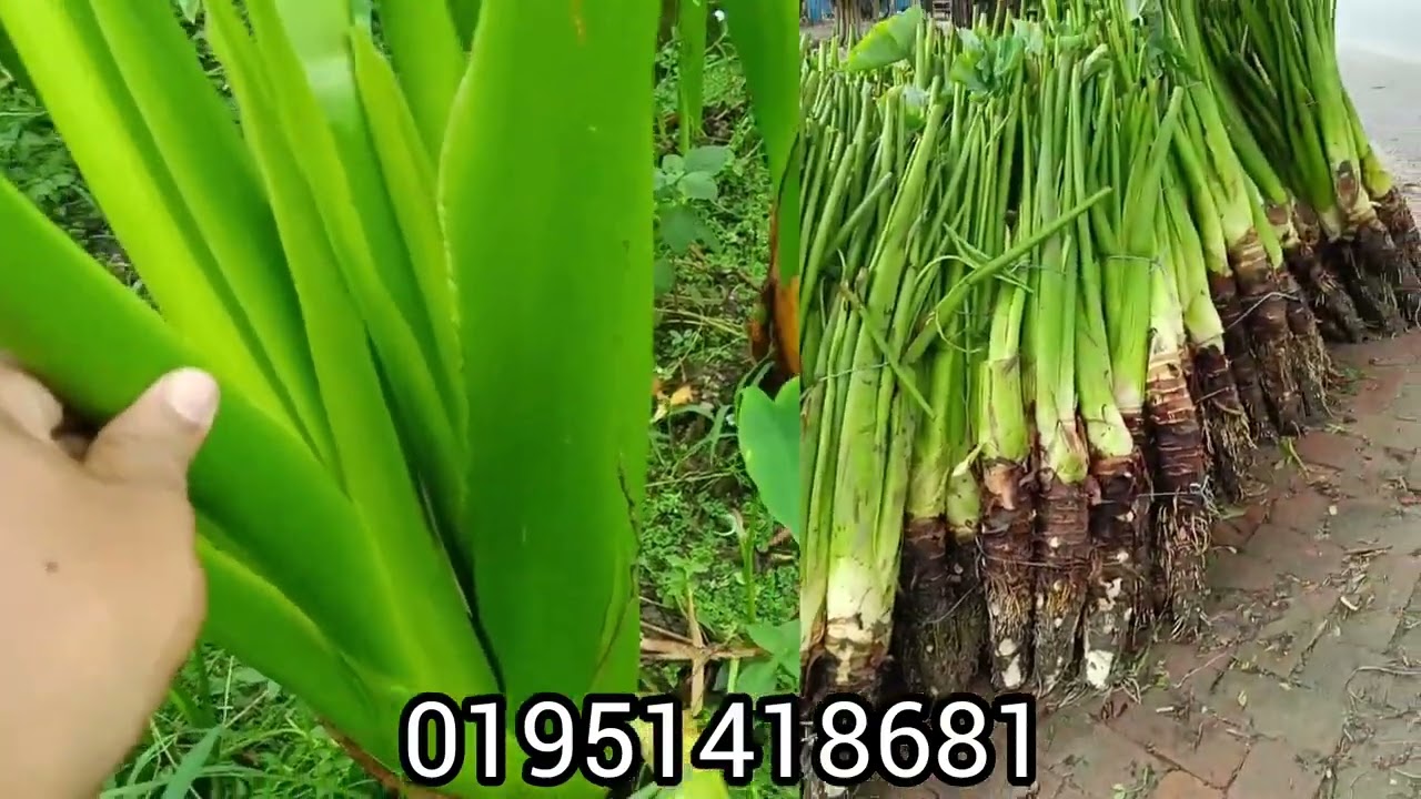 কচুর লতি  চাস  ১ মিনিটে সিখুন