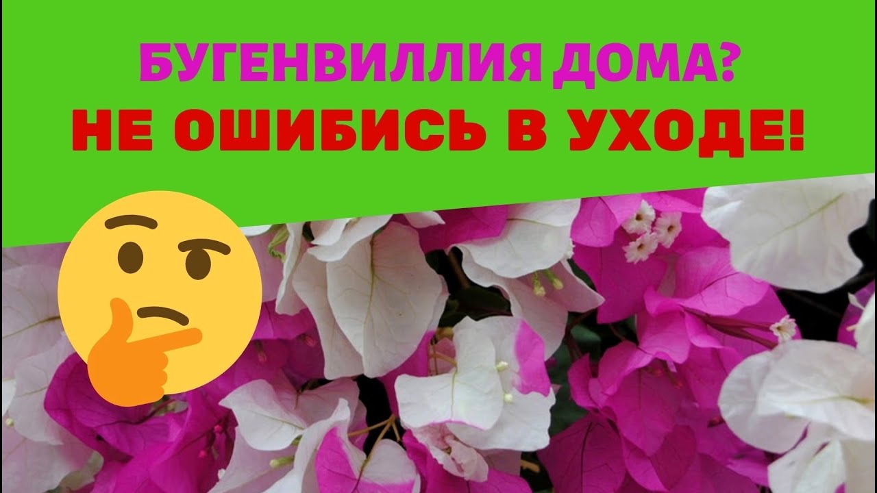 Бугенвиллия домашняя: адаптация, уход и проблемы / Стоит ли сажать в большой горшок?
