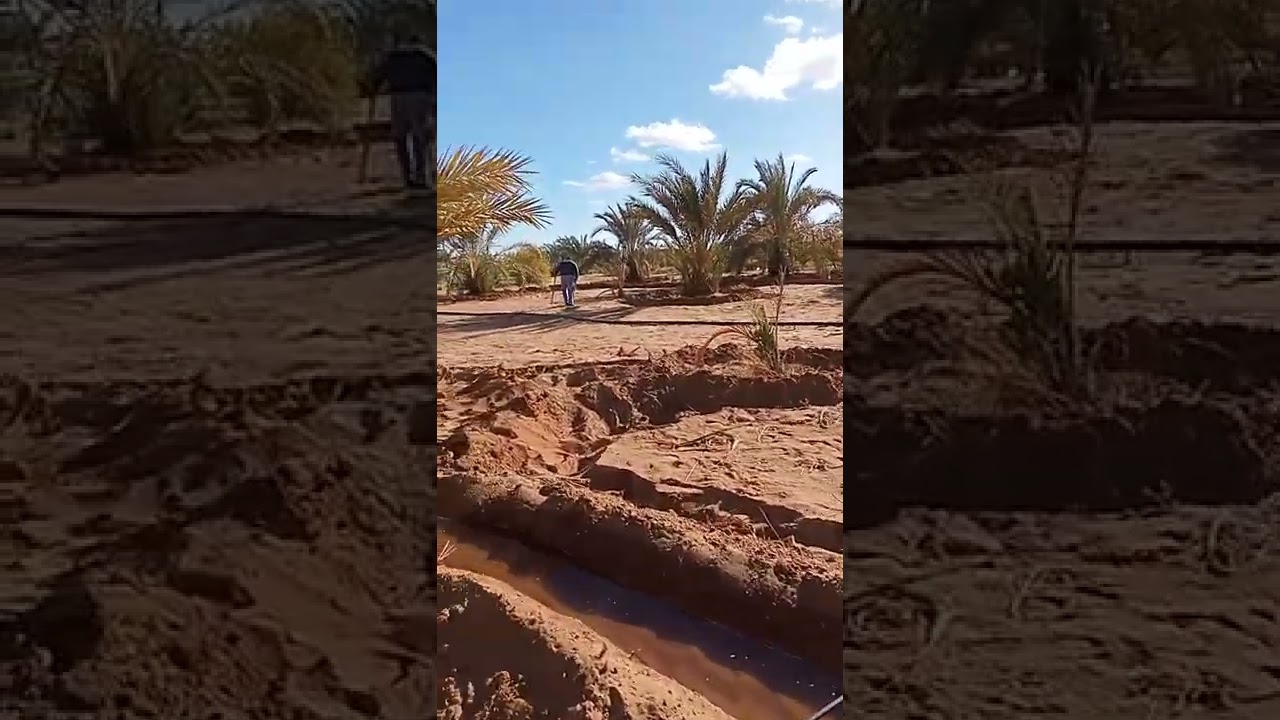 النخيل بالواحات البحريه نظام الري الغمر م/طارق بدر01002952352