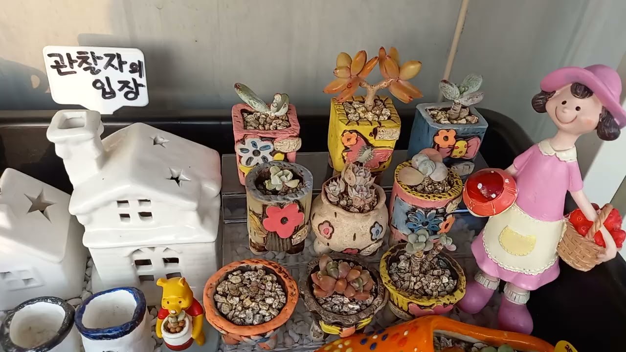 1,165회☆콩콩분부터 초초 미니어쳐분까지 총출동♡다육이 선태 개기♡옥상정원 