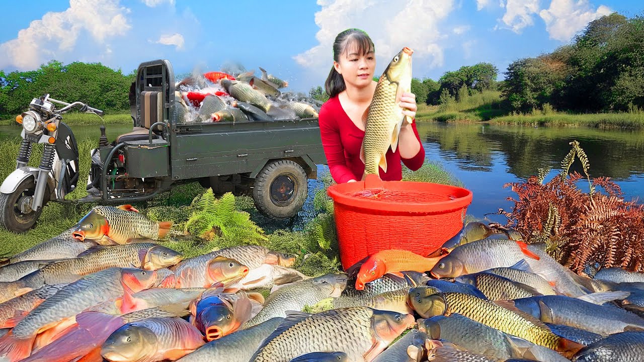 Using a 3-Wheeled Vehicle to Harvest Lots of Fish Goes to Sell to Villagers | Phuong Harvest Life