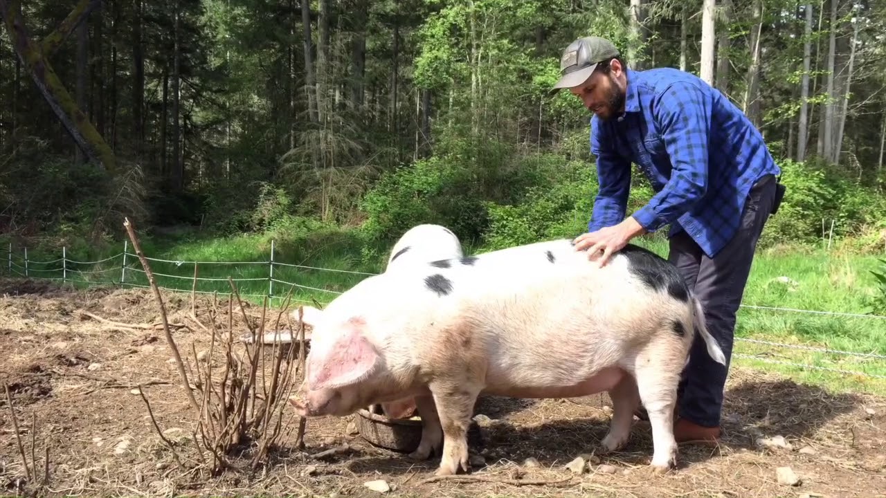 Meatsmith Gloucester Old Spot Pork Share