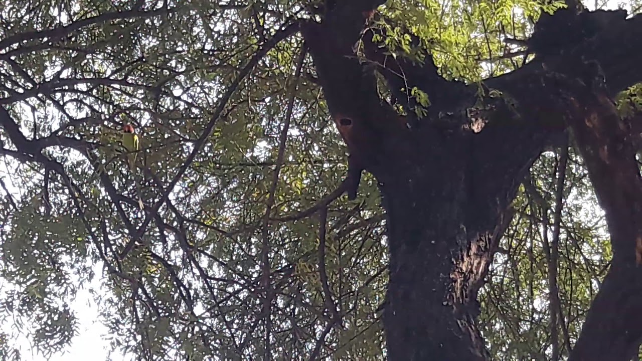 a pritmalive Man found a parrot nest the higher tree catch Baby parrots bird go to about